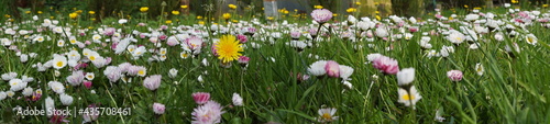 Stokrotki ,kwiaty stokrotki ,kwitnący ogród ,ogród w kwiatach ,stokrotki i mlecze ,panorama ogrodu