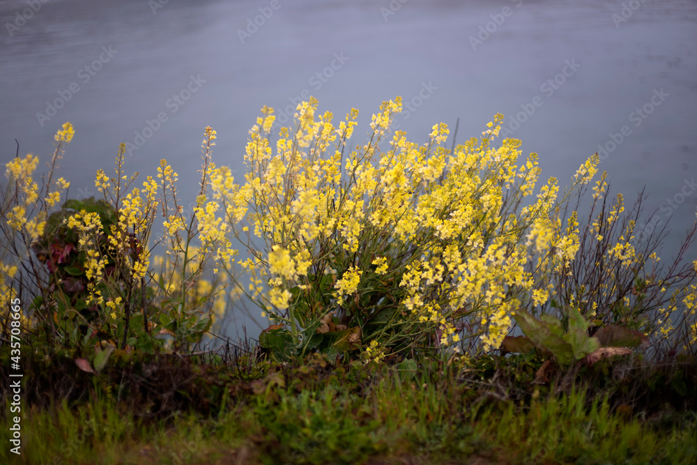 yellow wild flowers and grass in the fog California north coast Mendocino yellow wild flowers and grass in the fog California north coast Mendocino