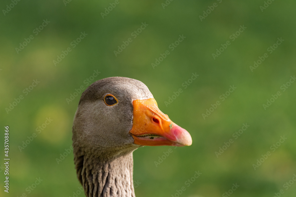 Greylag goose ( Anser anser ) in early spring morning on the lake in Ramat Gan park. Israel. Greylag goose ( Anser anser ) in early spring morning on the lake in Ramat Gan park. Israel.