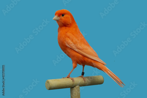 Red canary bird perched in softbox