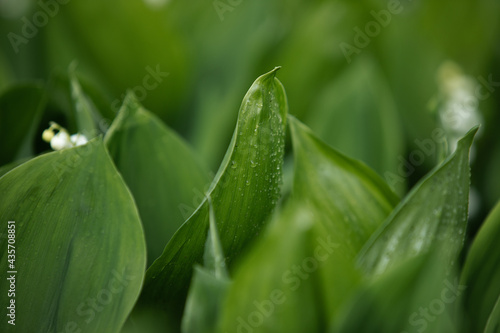 Lily of the valley in the natural green background. Best for spring illustration