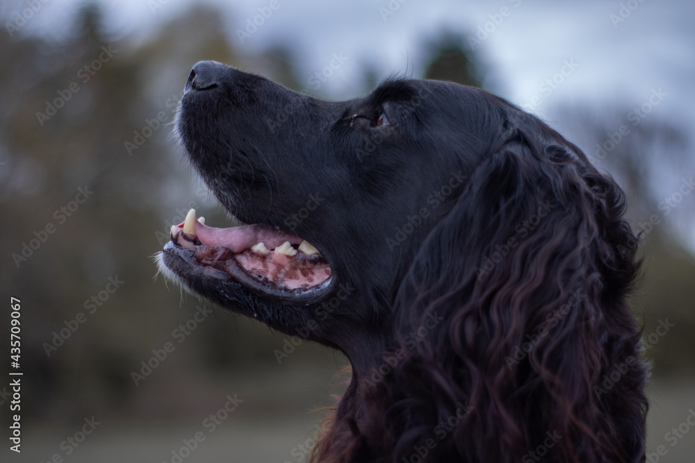 Black Irish Setter Close Up With bokeh Effect