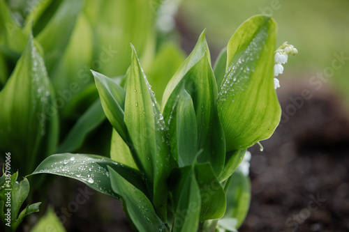 Lily of the valley in the natural green background. Best for spring illustration