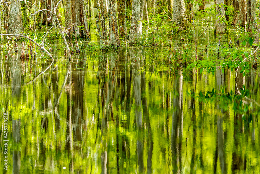 Louisiana Cypress Tree Swamp in the Forest and green bush Louisiana Cypress Tree Swamp in the Forest and green bush
