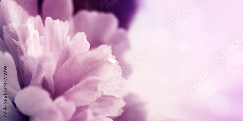 Floral vintage background banner with bouquet of pink peonies close up  toned  soft focus  copy space