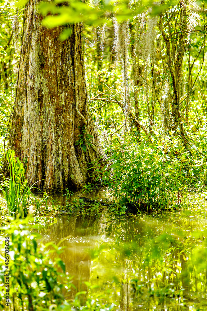 Louisiana Cypress Tree Swamp in the Forest and green bush Louisiana Cypress Tree Swamp in the Forest and green bush