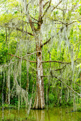 Louisiana Cypress Tree Swamp in the Forest and green bush