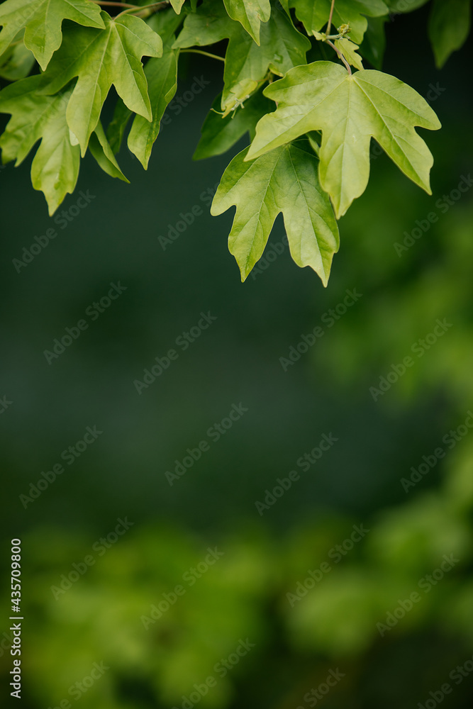 Natural background with green flora. Blurred background for entering the text with information. Natural background with green flora. Blurred background for entering the text with information.