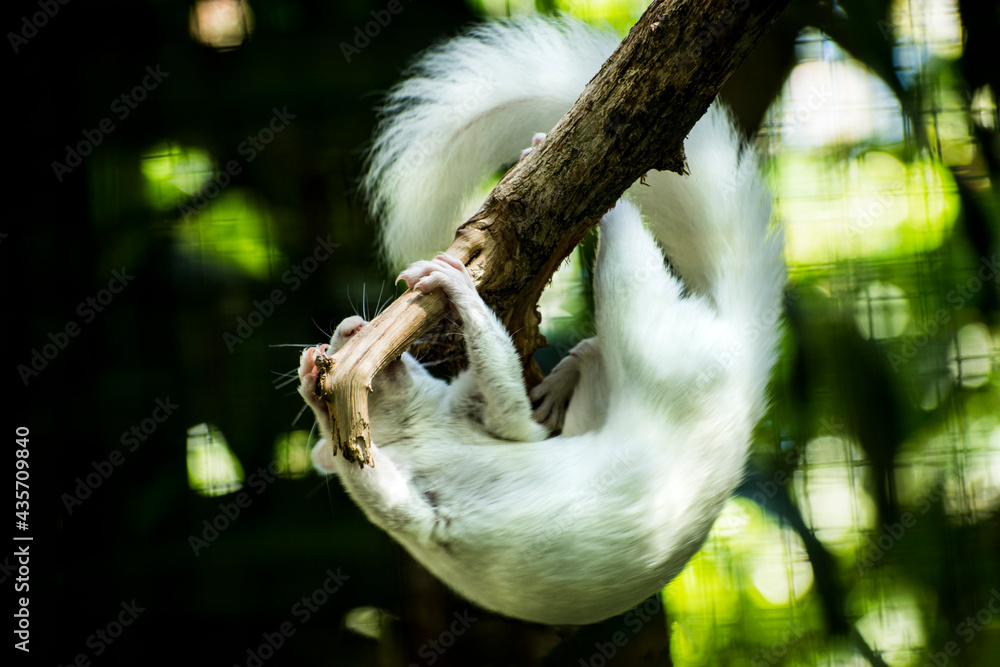 Obraz premium Albino squirrel hangs from tree