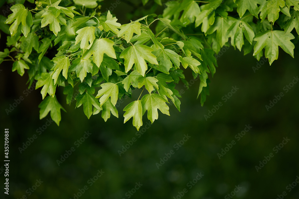 Natural background with green flora. Blurred background for entering the text with information. Natural background with green flora. Blurred background for entering the text with information.