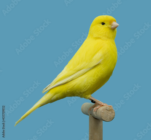 Yellow canary bird perched in softbox