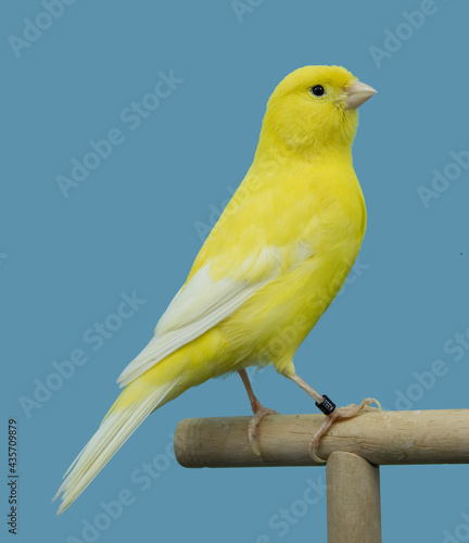 Yellow canary bird perched in softbox