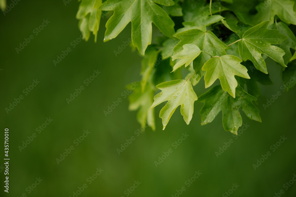 Natural background with green flora. Blurred background for entering the text with information. Natural background with green flora. Blurred background for entering the text with information.