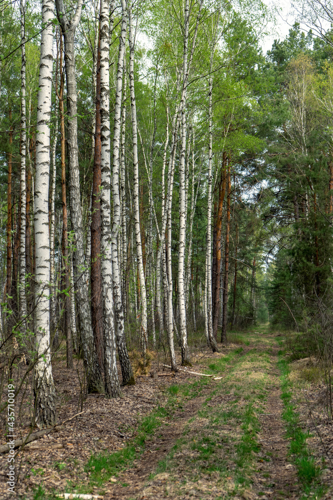 Path in the birch forest, early spring