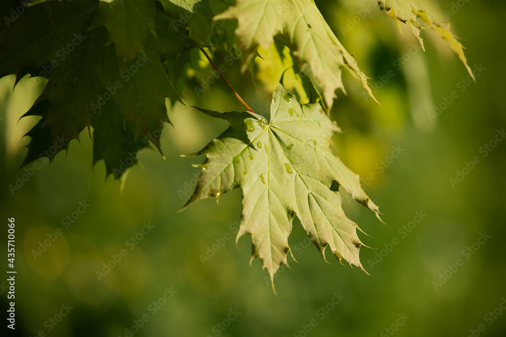 Natural background with green flora. Blurred background for entering the text with information. Natural background with green flora. Blurred background for entering the text with information.