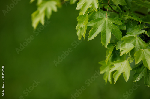 Natural background with green flora. Blurred background for entering the text with information.