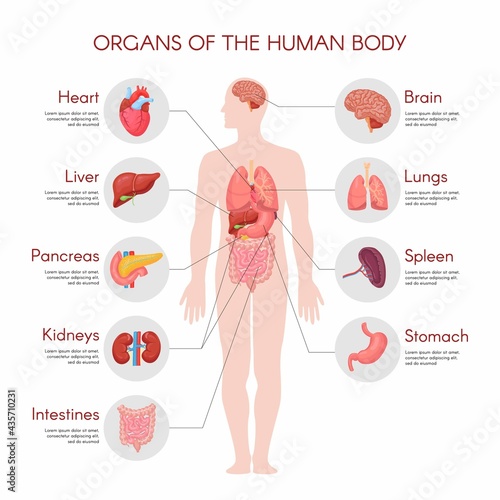 Human anatomy infographic elements with set of internal organs isolated on white background and placed in male body.