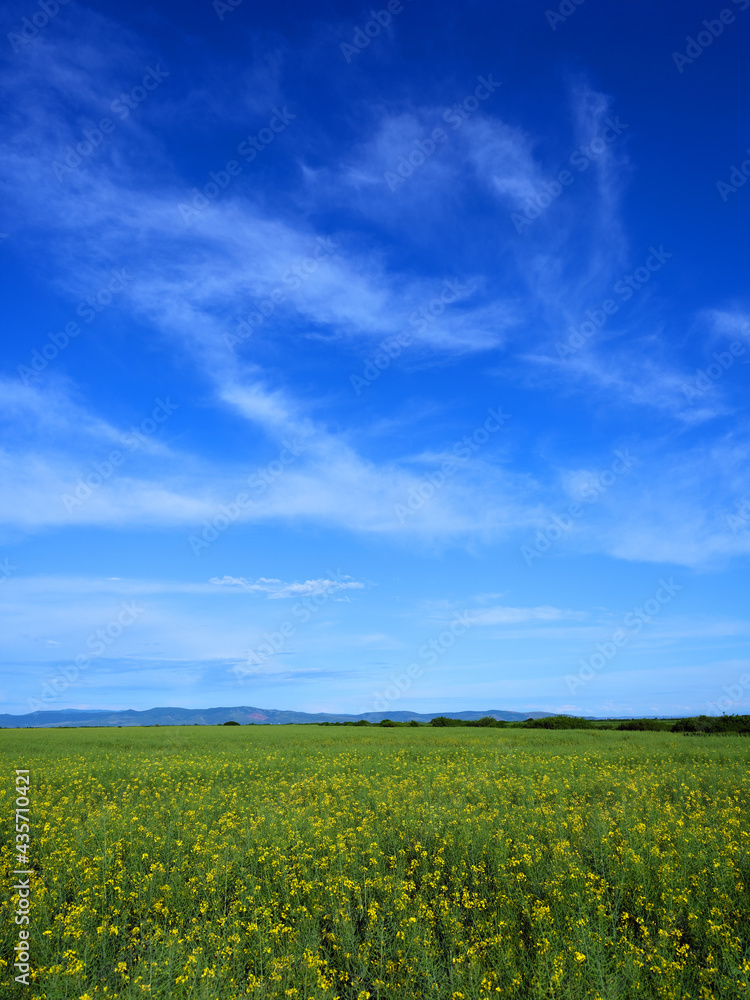 Green fresh grass under blue sky with cloud in summer day. Landscape view of green grass on slope with blue sky and clouds background. Field on a background.