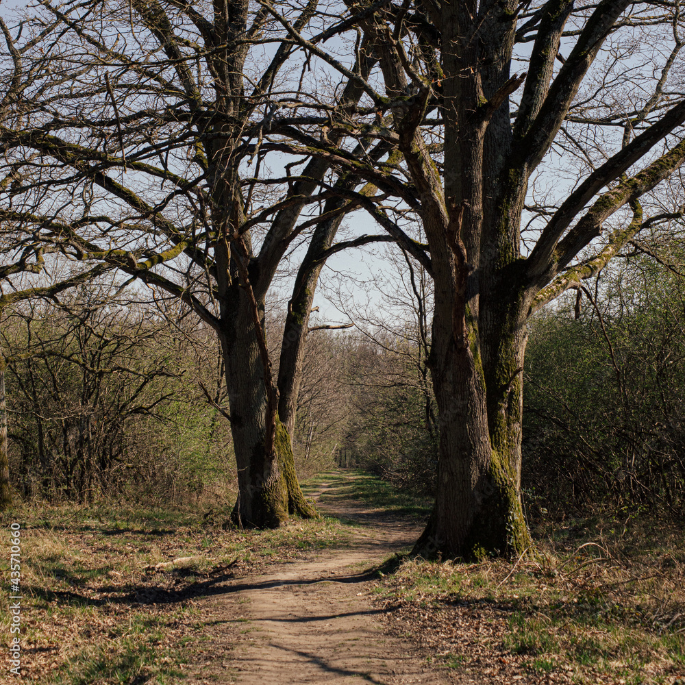 Forêt de sénart Forêt de sénart
