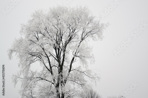 Duże samotne drzewo oszronione gałęzie zimowa sceneria