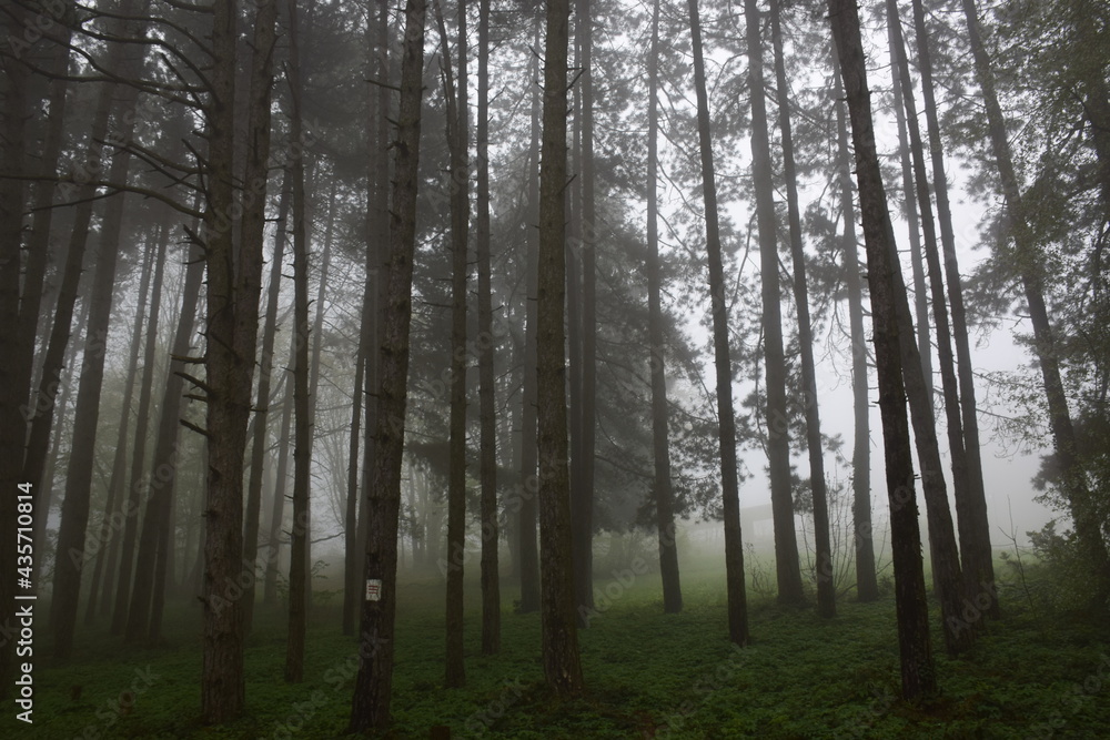 morning in the woods morning in the woods