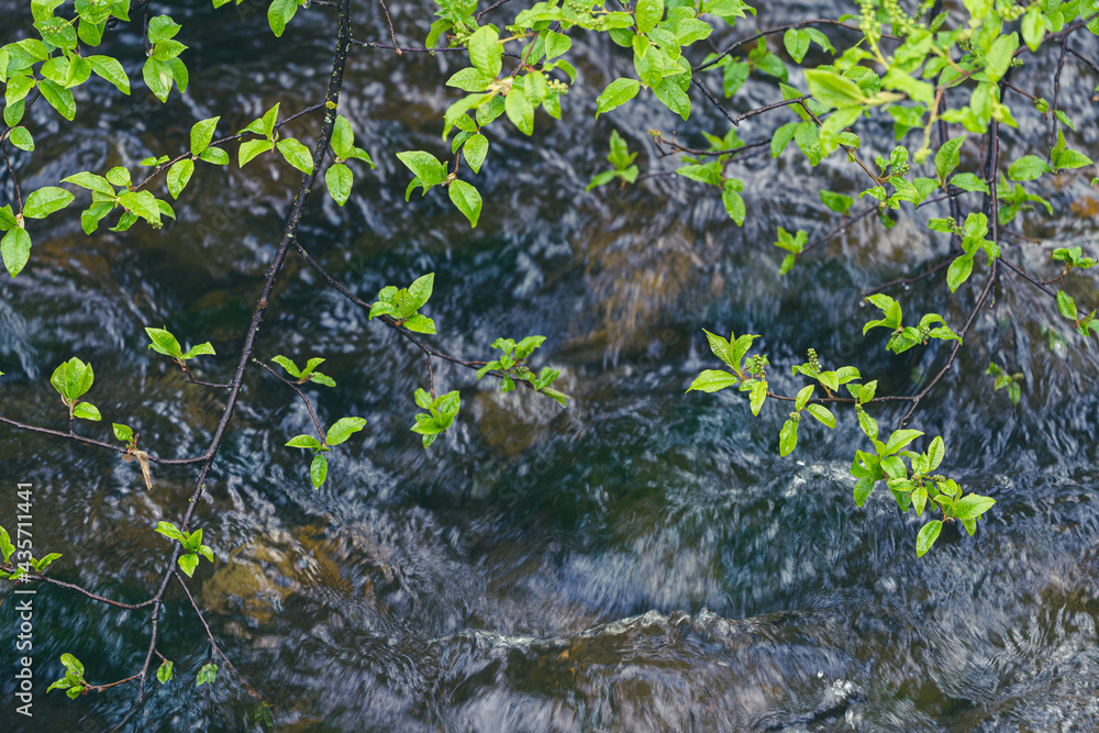 Branch of prunus padus above a stream in spring. Branch of prunus padus above a stream in spring.