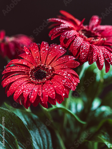 brightly colored flowers photo