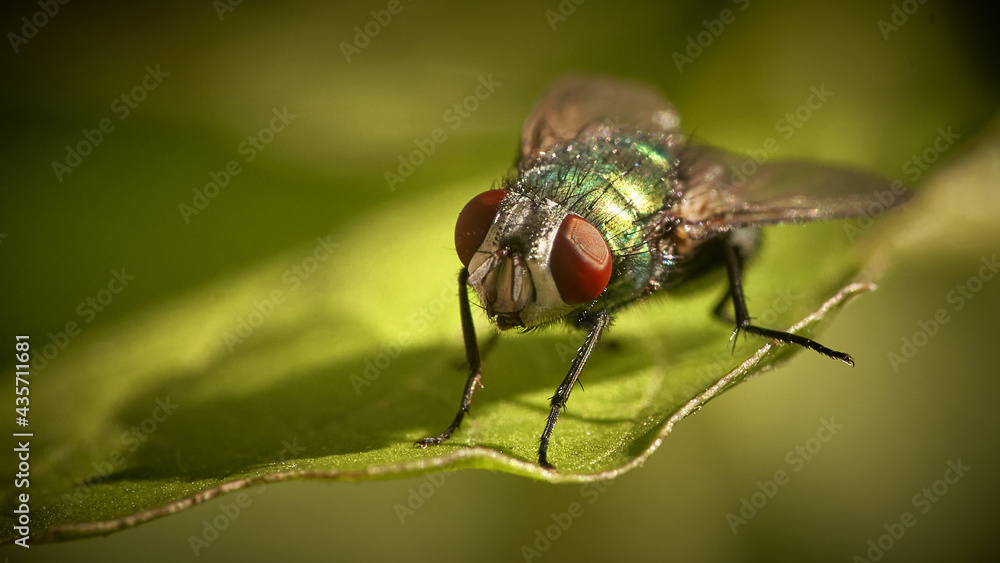 fly on leaf fly on leaf