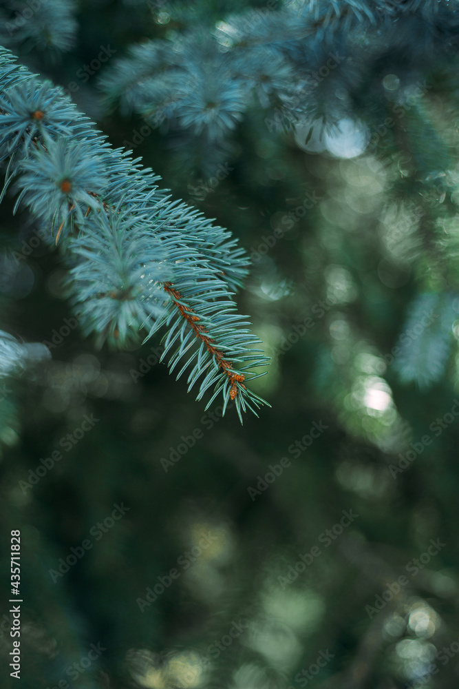 A branch of a Christmas tree. Christmas tree twig. Spruce branch. Branch of a tree.