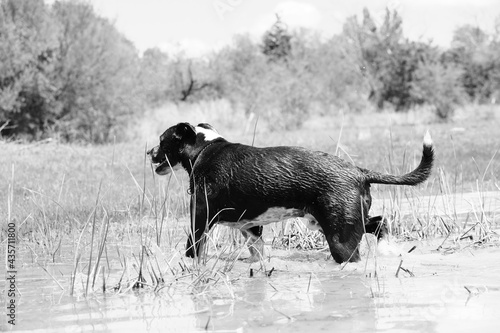 Happy pet dog outdoors in water.