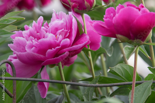 Bright magenta peonies with metal cage support © Michael O'Neill