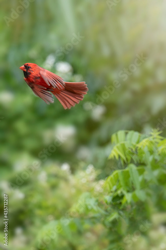 Male cardinal in flight © Michael O'Neill