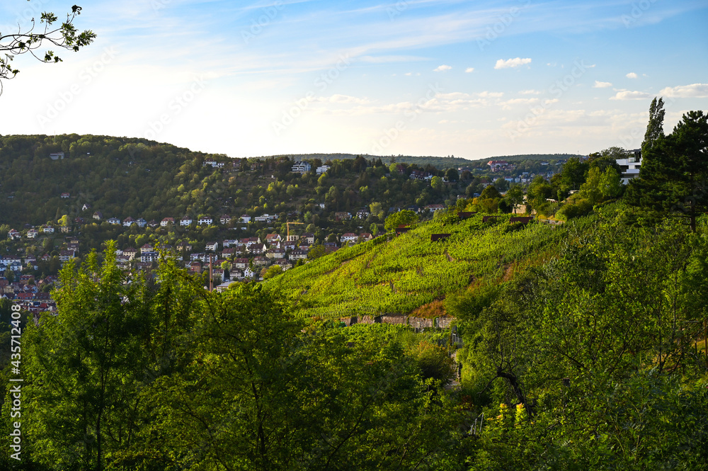 Naklejka premium Scenic summer view from the Haigst lookout in Stuttgart, Germany to a vineyard on the right side and forested hills in the background.