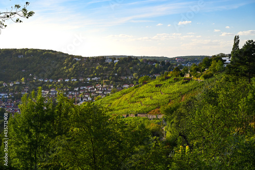 Scenic summer view from the Haigst lookout in Stuttgart, Germany to a vineyard on the right side and forested hills in the background.  photo