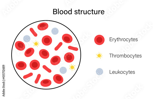 Blood structure concept