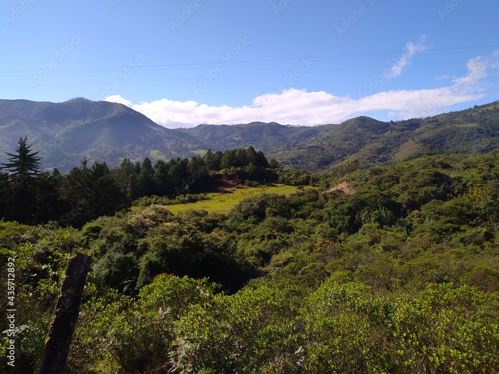 Fototapeta premium Bosque rodeado de montañas