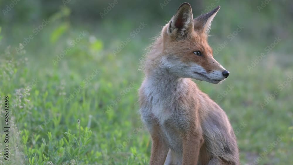 Adult red fox Vulpes vulpes in the wild. Close up Adult red fox Vulpes vulpes in the wild. Close up