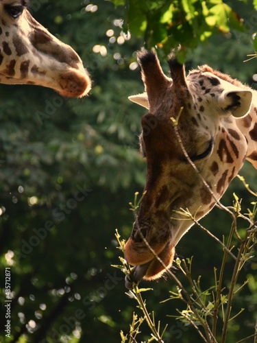 Photography Close-up of giraffes