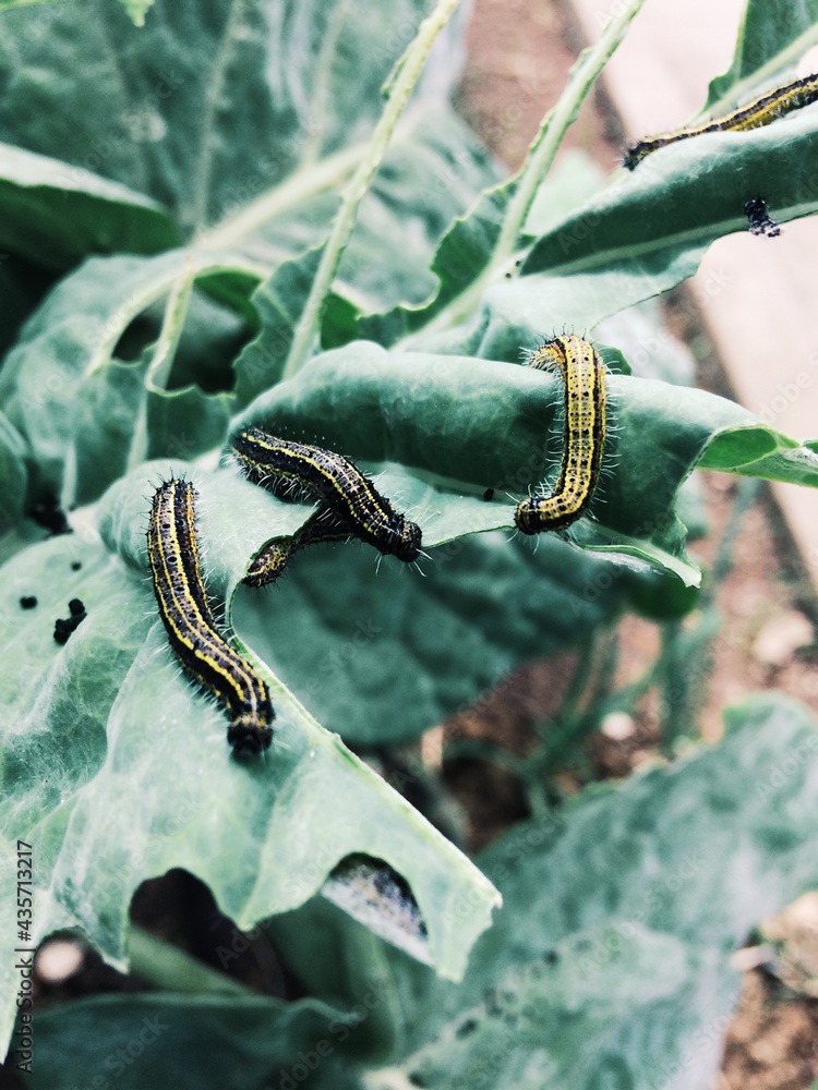 Insetos na folha de couve Stock Photo | Adobe Stock