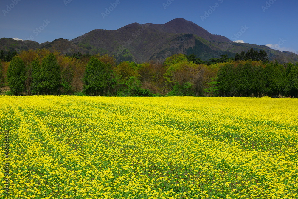 岩手県 青空と満開の菜の花 岩手県 青空と満開の菜の花
