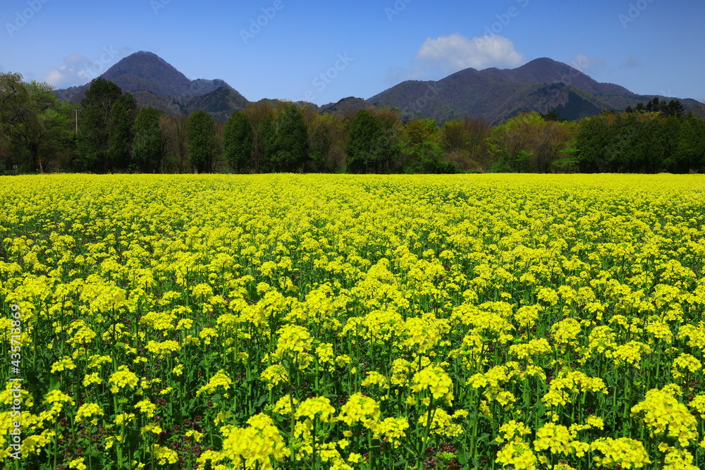 岩手県　青空と満開の菜の花