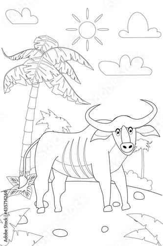 Photography Jungle, Africa safari animal Buffalo coloring book edicational illustration for children