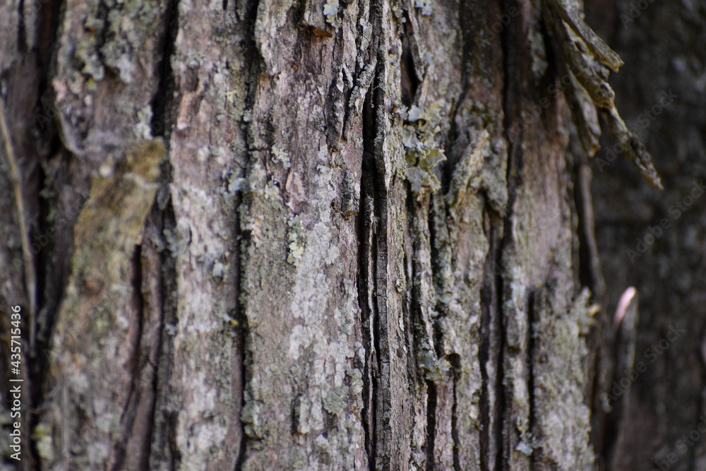 A close-up of tree bark with lichen. A close-up of tree bark with lichen.
