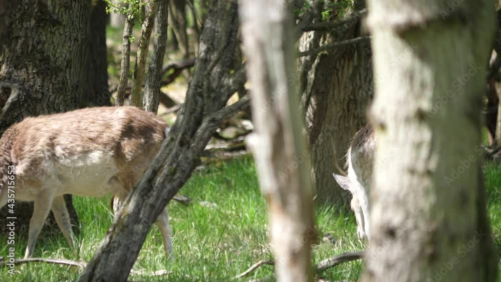 Group Fallow deers eating grass in nature park in the Netherlands Group Fallow deers eating grass in nature park in the Netherlands