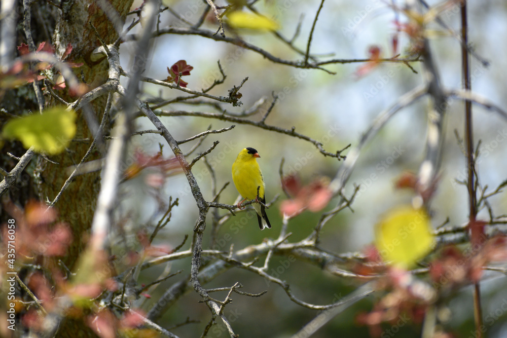 An American Goldfinch sitting on an oak tree branch. An American Goldfinch sitting on an oak tree branch.
