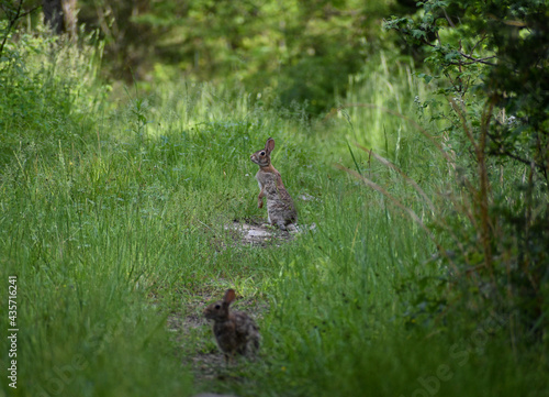 Wild cottontail rabbits on a narrow meadow path.
