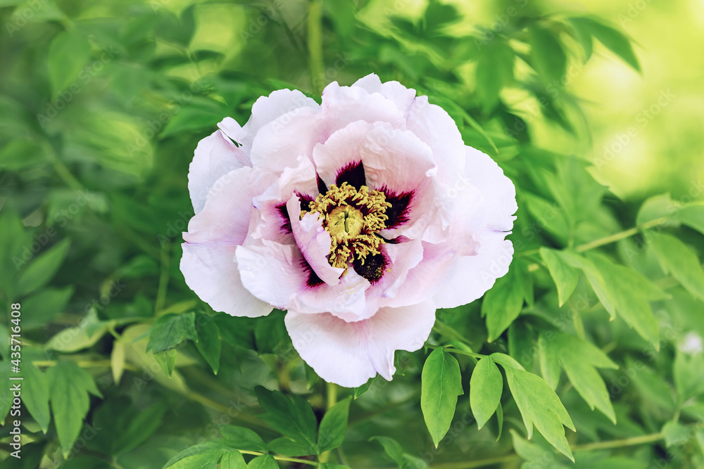 Peony. Beautiful flowering bright summer flower of the family Paeoniaceae Peony. Beautiful flowering bright summer flower of the family Paeoniaceae