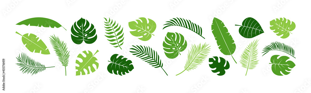 Summer palm leaf vector green plant, exotic nature set isolated on white background. Jungle illustration