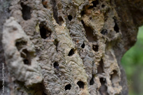 An organ pipe mud dauber nest on a rock face. photo