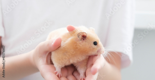 Syrian fluffy hamster. The rodent is held in the hand. Photo on a white background.
